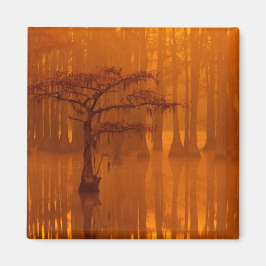 Cypress Trees | George Smith Staat Park Magnet (Vorne)