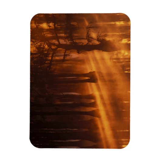 Cypress Trees | George Smith Staat Park Magnet (Vertikal)