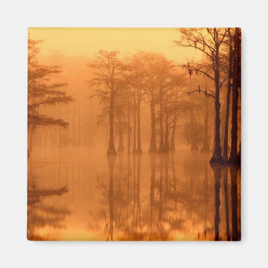 Cypress Trees George Smith Staat Park Magnet (Vorne)