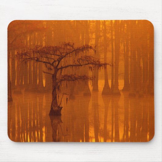 Cypress Trees | George Smith Staat Park Mousepad (Vorne)