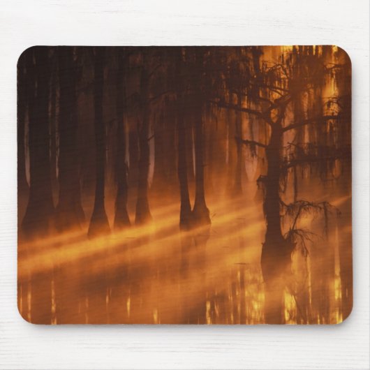 Cypress Trees | George Smith Staat Park Mousepad (Vorne)