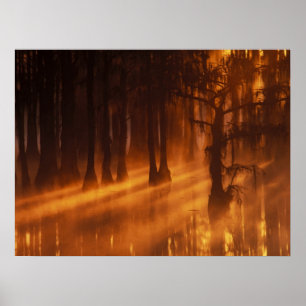 Cypress Trees George Smith Staat Park Poster