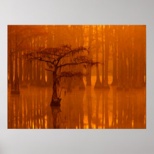 Cypress Trees George Smith Staat Park Poster