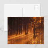 Cypress Trees | George Smith Staat Park Postkarte (Vorne/Hinten)