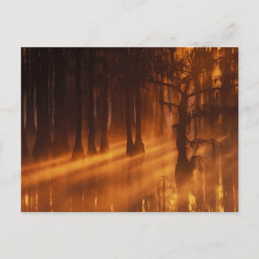 Cypress Trees | George Smith Staat Park Postkarte (Vorderseite)