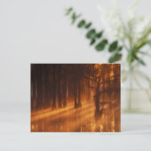 Cypress Trees | George Smith Staat Park Postkarte (Stehend Vorderseite)
