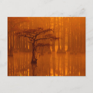 Cypress Trees   George Smith Staat Park Postkarte