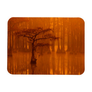 Cypress Trees   George Smith State Park Magnet