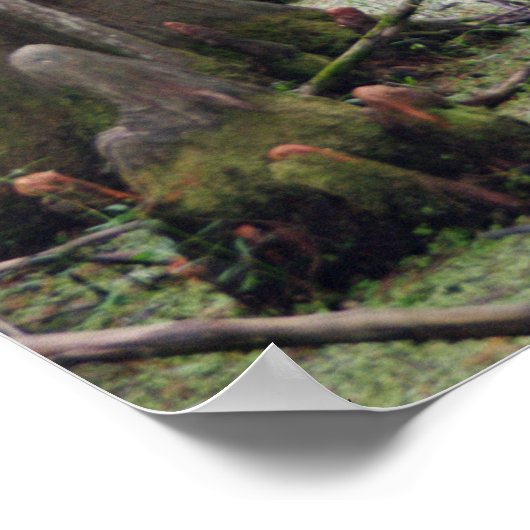 Cypress Trees im Sumpf Poster (Ecke)