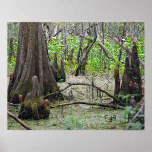 Cypress Trees im Sumpf Poster