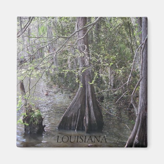 Cypress Trees Magnet (Vorne)