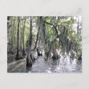 Cypress Trees on Lake Phelps NC Postcard Postkarte