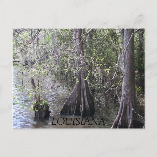 Cypress Trees Postcard Postkarte (Vorderseite)