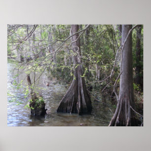 Cypress Trees Poster