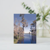 Cypress Trees Postkarte (Stehend Vorderseite)