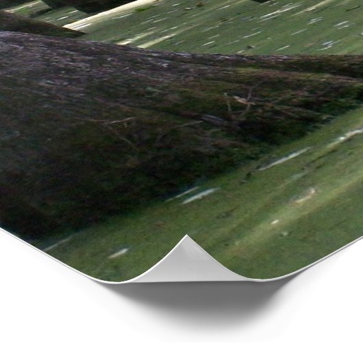 CypressSwampView Poster (Ecke)