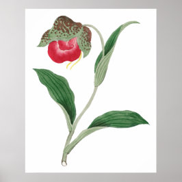 Cypripedium-Blume, Vintage japanische Kunst Poster