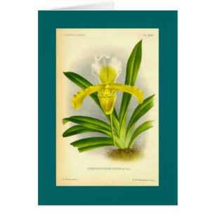 Cypripedium Insigne - Frauenschuh-Orchidee