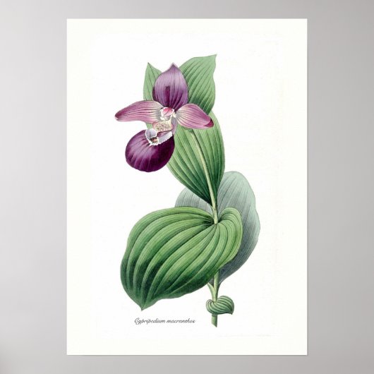 Cypripedium macranthos poster (Vorne)