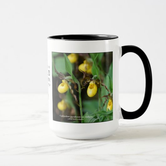 Cypripedium parviflorum, gelber Damepantoffel Tasse (Rechts)