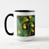 Cypripedium parviflorum, gelber Damepantoffel Tasse (Links)