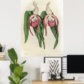 Cypripedium Schroderae Orchid Poster (Heimbüro)