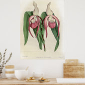 Cypripedium Schroderae Orchid Poster (Küche)