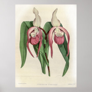 Cypripedium Schroderae Orchid Poster