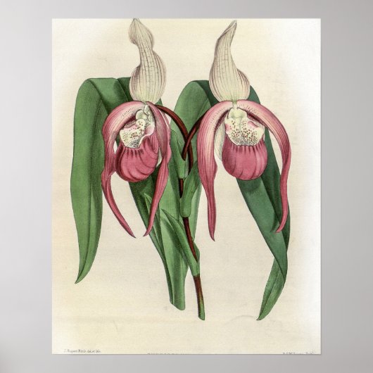 Cypripedium Schroderae Orchidee Poster (Vorne)