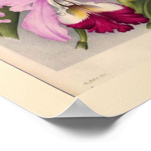 ‚Cypripedium Stonei‘, Linden Orchid Poster (Ecke)