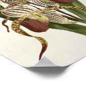 Cypripedium Stonei Poster (Ecke)
