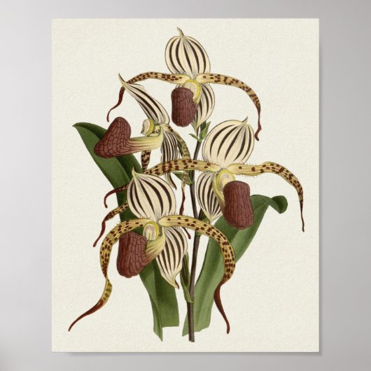 Cypripedium Stonei Poster (Vorne)