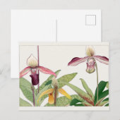 Cypripedium von Tanigami Konan Postkarte (Vorne/Hinten)