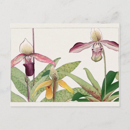 Cypripedium von Tanigami Konan Postkarte (Vorderseite)