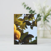 Cyprus Lemon Grove Postkarte (Stehend Vorderseite)