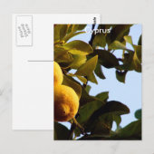Cyprus Lemon Grove Postkarte (Vorne/Hinten)