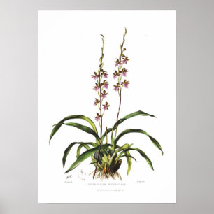 Cyrtochilum bictoniense von Miss S A Drake. Poster