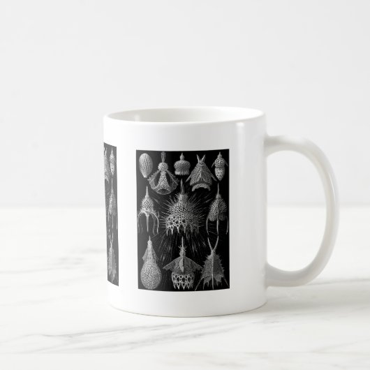 Cyrtoidea Kaffeetasse (Rechts)