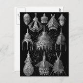 Cyrtoidea Postkarte (Vorne/Hinten)