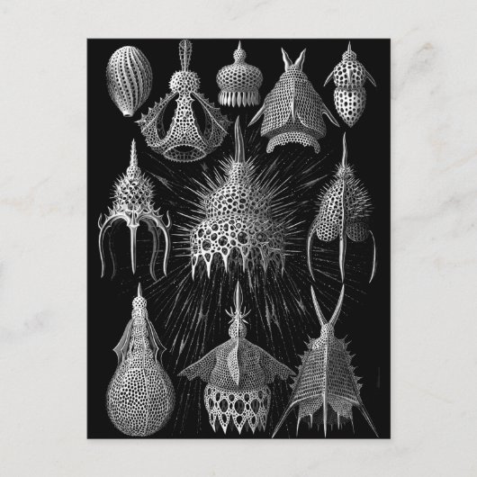 Cyrtoidea Postkarte (Vorderseite)