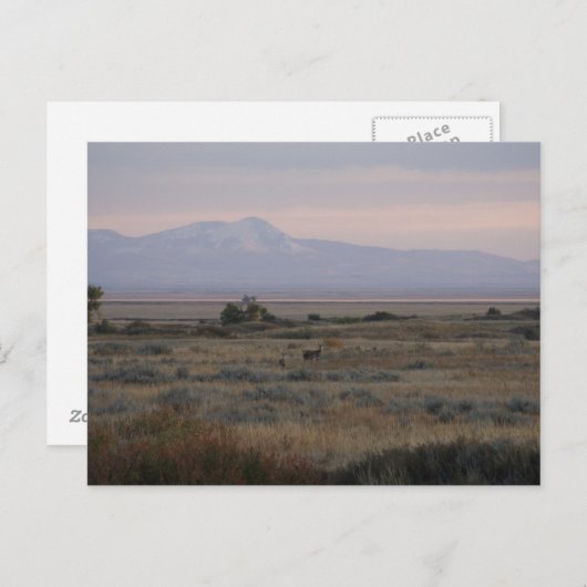 D10 Whitetail macht Sweet and Grass Hills Postkarte (Vorne/Hinten)