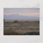 D10 Whitetail macht Sweet and Grass Hills Postkarte (Vorderseite)