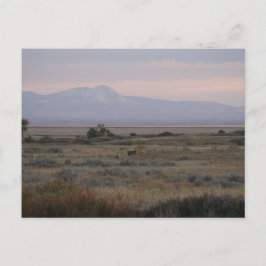 D10 Whitetail macht Sweet and Grass Hills Postkarte