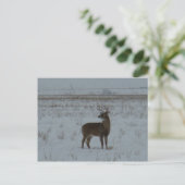 D11 Weißklee Hirsch Großbuck im Schnee Postkarte (Stehend Vorderseite)