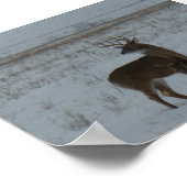 D11 Weißschwanzbuck Poster (Ecke)