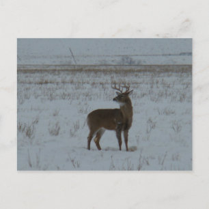 D11 Weißwedelhirsch Großer Bock im Schnee Postkarte