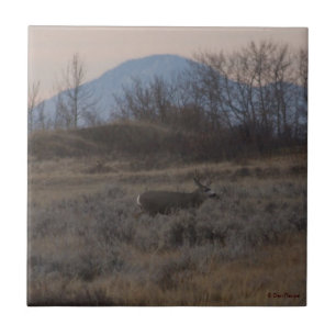 D12 Maultierhirsch und Sweet Grass Hills Fliese