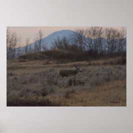 D12 Mule Deer Buck and Sweet Grass Hills Poster