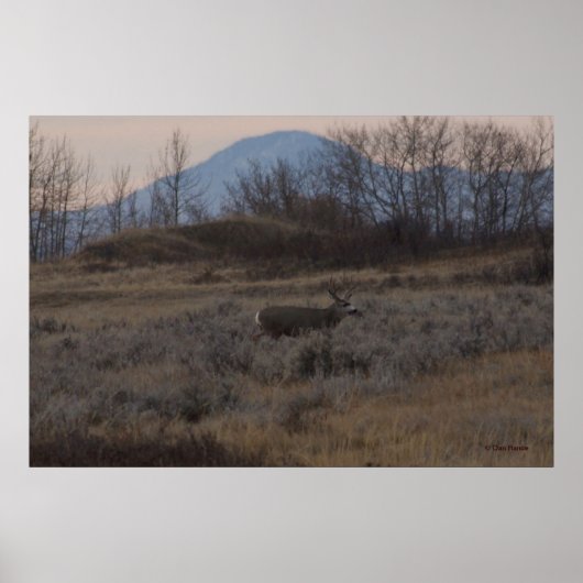 D12 Mule Deer Buck and Sweet Grass Hills Poster (Vorne)