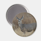 D14 Maultierhirsch Weibchen Magnet (Vorderseite/Rückseite)